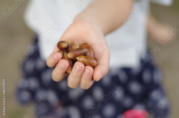 Obraz 手のひらの上のどんぐり