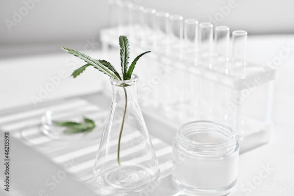 Fototapeta cannabis face cream and hemp leaves in laboratory . petri dishes and test-tubes on lab table. dermatology concept, alternative treatment.