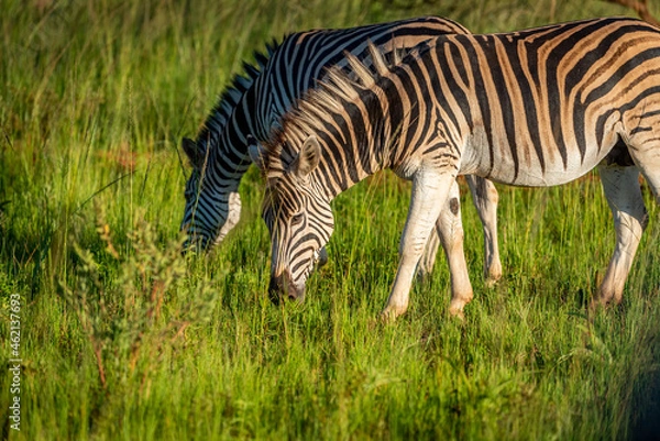 Fototapeta Zebra grazing during sunset