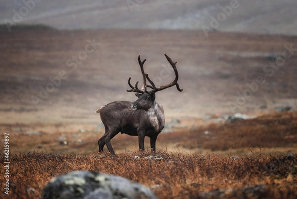 Obraz A furry reindeer stands in the middle of the red steppe. Arid, cold climate. A beautiful wild animal.