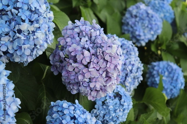 Fototapeta 紫陽花