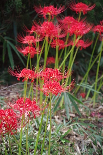 Fototapeta 曼殊沙華