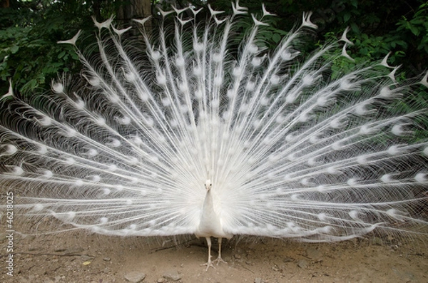 Fototapeta Peacock