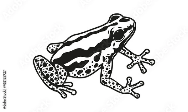 Obraz Amazon frog illustration, vector, hand drawn, isolated on light background.