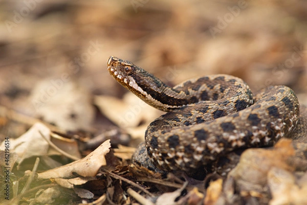 Obraz Vipère aspic, Vipera aspis