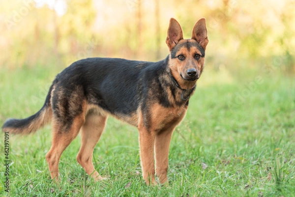 Fototapeta Photo of a German Shepheard dog in the nature