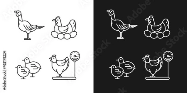 Fototapeta Domestic hens linear icons set for dark and light mode. Female birds. Turkey and chicken. Brood hen. Customizable thin line symbols. Isolated vector outline illustrations. Editable stroke