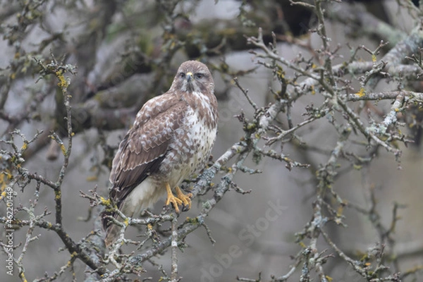 Obraz Common Buzzard Buteo buteo in close view