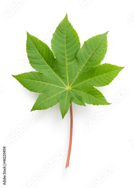 Fototapeta Isolated green caster leaf on white background 
