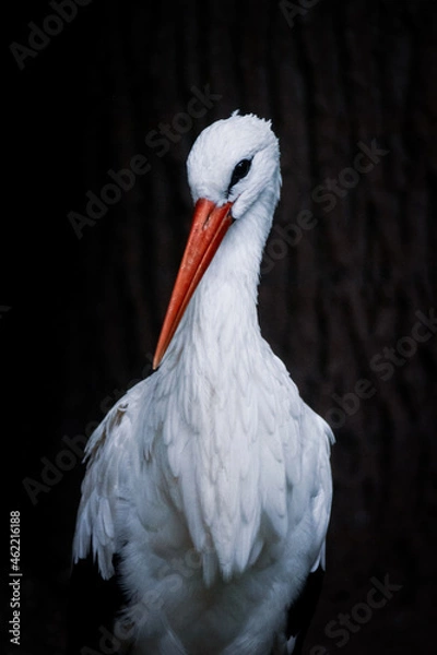 Fototapeta Storch