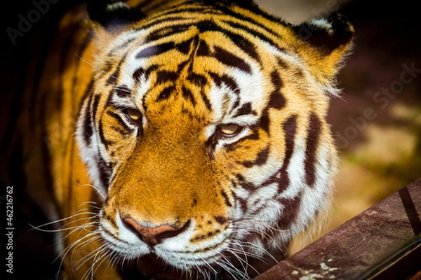 Obraz Cabeça de Tigre e zoo