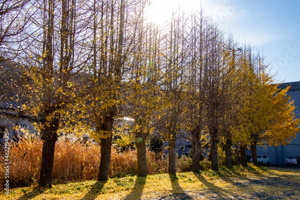 Obraz 綺麗な太陽の光と紅葉した銀杏並木