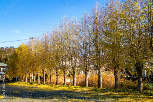 Obraz 綺麗な太陽の光と紅葉した銀杏並木