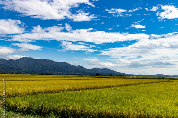 Obraz 綺麗に実る稲と青空の風景