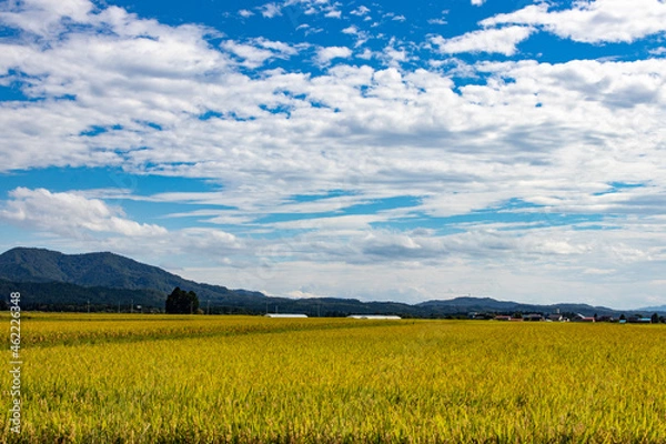 Obraz 綺麗に実る稲と青空の風景