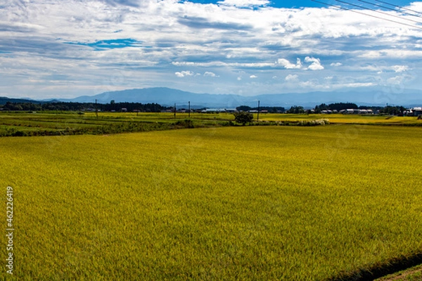 Obraz 綺麗に実る稲と青空の風景