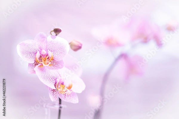 Obraz Streszczenie Orchidea