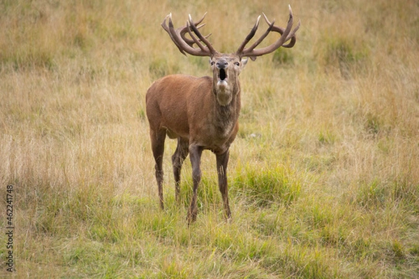 Fototapeta Il bramito del cervo