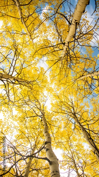 Fototapeta Fall trees