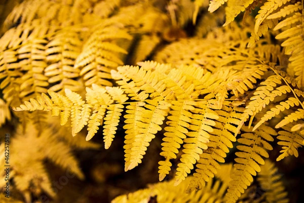 Fototapeta Fall leaves