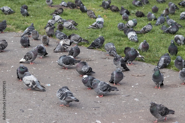 Obraz pigeons on the street