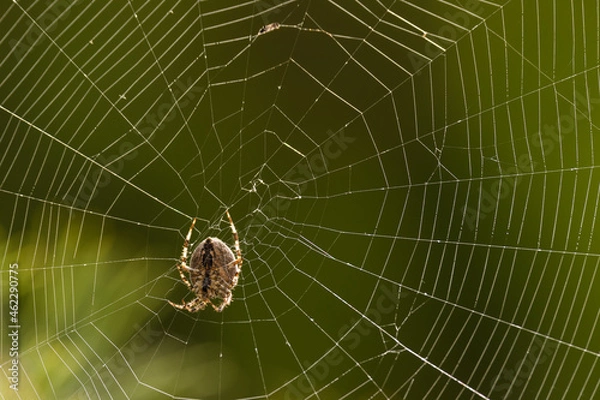 Obraz spider on the web