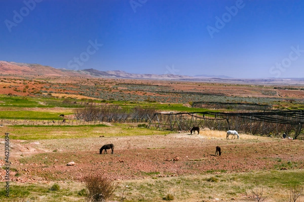 Obraz Africa Morocco desert Atlas mountains nature rock landscape with river palm under blue sky hot weather 