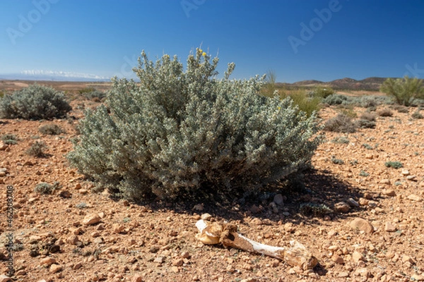 Obraz Africa Morocco desert Atlas mountains nature rock landscape with river palm under blue sky hot weather 