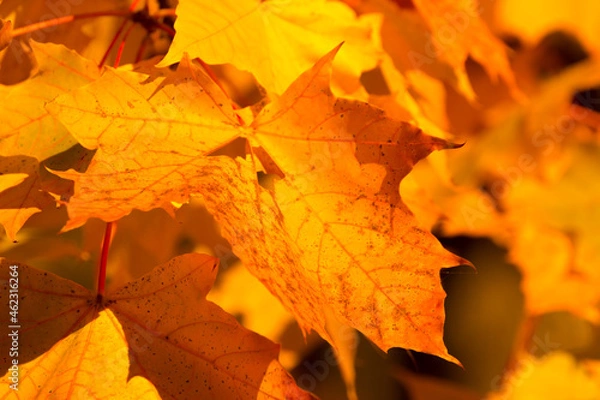 Obraz yellow-red maple leaves in the autumn
