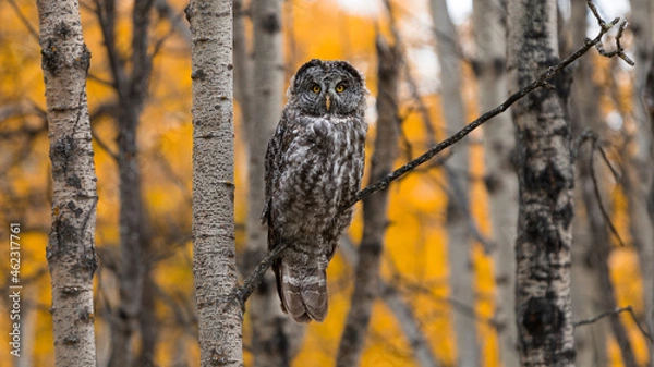Fototapeta Great Grey Owl perched on a tree branch with autumn colors. Canadian wildlife photography fall forest background
