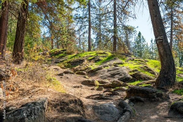 Fototapeta A small path along the Tubbs Hill nature hike along the lake in Coeur d'Alene, Idaho, USA.