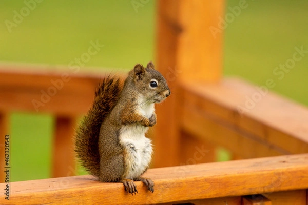 Obraz squirrel eating nut