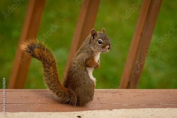 Obraz squirrel eating nut