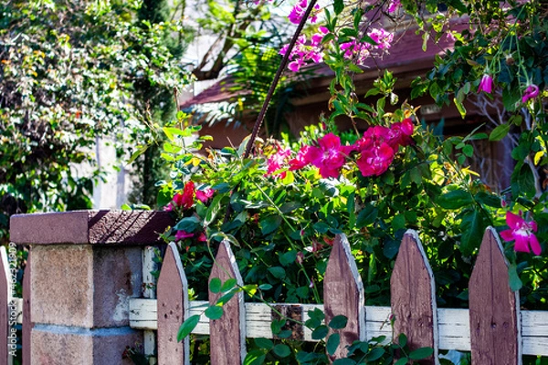 Obraz Flowers along a Fence in Los Angeles