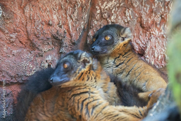 Fototapeta Madagascar black and brown lemurs close-up on a tree