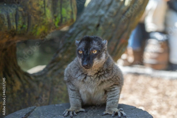 Fototapeta Madagascar black and brown lemurs close-up on a tree