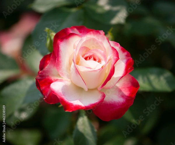 Obraz バラ　花名「ダブルデライト」　系統「ハイブリッドテイー」　作出「アメリカ」　花色「クリーム色に赤の斑入り」