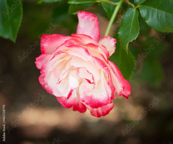 Obraz バラ　花名「ダブルデライト」　系統「ハイブリッドテイー」　作出「アメリカ」　花色「クリーム色に赤の斑入り」