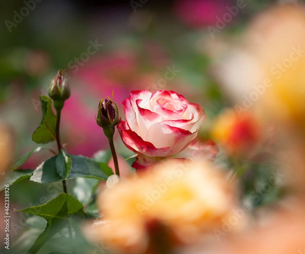 Obraz バラ　花名「ダブルデライト」　系統「ハイブリッドテイー」　作出「アメリカ」　花色「クリーム色に赤の斑入り」