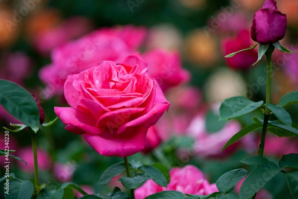 Obraz バラ　花名「マリアカラス」　系統「ハイブリッドテイー」　作出「フランス　メイアン」　花色「ローズ」