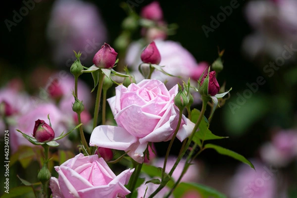 Obraz バラ　花名「ブルームーン」　系統「ハイブリッドテイー」　作出「ドイツ　タンタウ」　花色「うすむらさき」