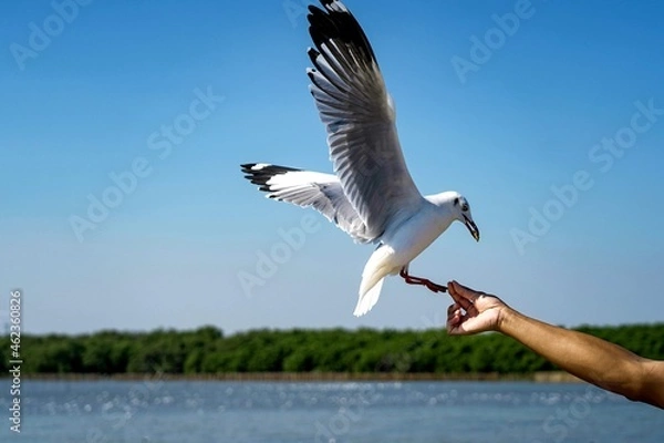 Obraz seagull in flight