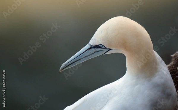 Fototapeta Gannets are seabirds comprising the genus Morus, in the family Sulidae, closely related to boobies. "Gannet" is derived from Old English ganot, ultimately from the same Old Germanic root as "gander".