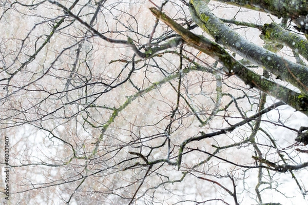 Obraz Tree branch with raindrops in winter forest during thaw