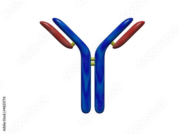 Obraz Antibody