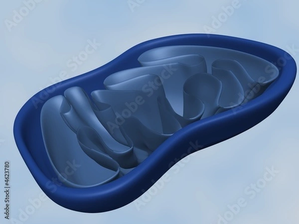Obraz Mitochondria