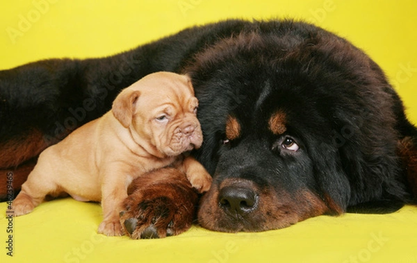Fototapeta Big dog and the little puppy