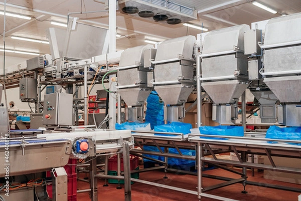 Obraz Conveyor Belt Food.The meat factory. Chicken fillet production line . Factory for the production of food from meat.Modern poultry processing plant.