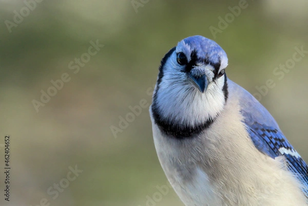 Fototapeta Blue Jay, Cyanocitta cristata, closeup portrait. Bokeh of trees in background. Making direct eye contact