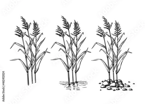 Fototapeta Black reeds sketch set in vintage style. Vector retro illustration element. Spring floral nature background vector.